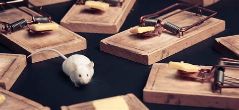 Mice exterminate. Things To Know About Mice exterminate. 